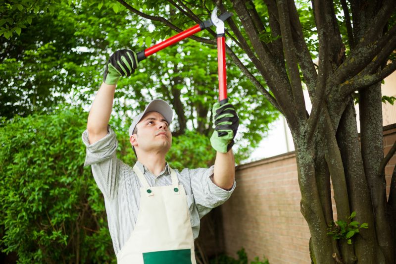 Specialized Tree Services
